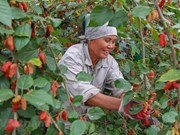 Hanoi: Farmers busy harvesting mulberry 