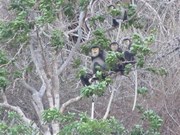 Black shanked douc langurs spotted in Ninh Thuan