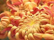 Exotic chrysanthemum garden dazzles Hanoians