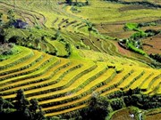 Golden terraces of Ta Leng