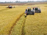 35 years of renewal: Vietnam’s rice conquers the world