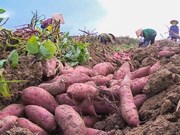 Vinh Long exports first batch of sweet potatoes to China