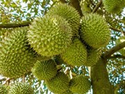 Durian, coconut expected to join “1-bln-USD” export club
