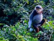 Red-shanked douc langurs in Da Nang attract international visitors