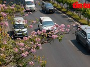 HCM City: Rosy trumpet trees turn streets pink