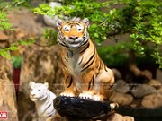 Local ceramics maker introduces stunning tiger figurines 