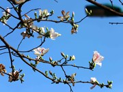 Bauhinia flowers blooming on hillsides and street corners in Son La