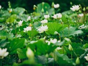 Hanoians enchanted by white lotus flowers
