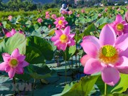 Lotus flowers in blossom in Da Nang city