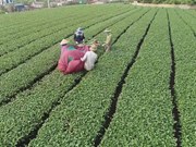 Moc Chau applying technology in tea production