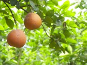 Profits double from growing organic pomelos