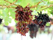 Seedless black finger grapes from Ninh Thuan now available
