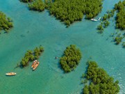 Mangrove forest ecotourism in Nha Trang