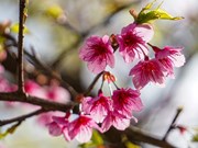 Cherry blossoms show off radiant beauty 