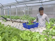 Hi-tech agriculture proves effective in Dong Nai