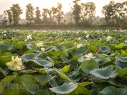Unique lotus pond in the capital