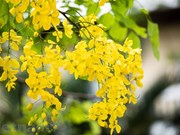 Golden shower flowers blooming in Hanoi