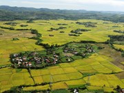 Visiting Phu Yen during the rice harvest