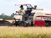 Vietnam sees bright prospects for rice exports