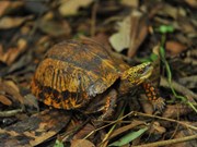 Cuc Phuong park home to rare turtles