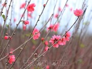 Nhat Tan peach blossoms aflush as Tet comes near