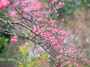 Peach blossoms – the symbol of Tet