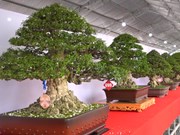 Open southern bonsai exhibition-competition kicks off 