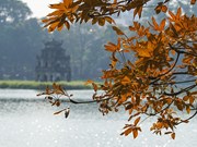 Tree at Hoan Kiem Lake turns orange