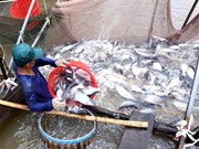 Mekong Delta uses high-tech to raise tra fish