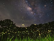 Fireflies captured in Cuc Phuong National Park
