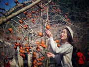Enjoying persimmon season on Moc Chau Plateau