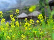 Mustard flowers cover rocky plateau in yellow hue