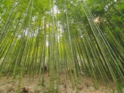 Bamboo diplomacy - A legacy of Vietnam