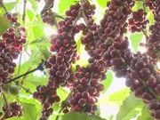 Vietnam’s coffee exports eyes over 4 billion USD in 2023
