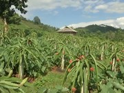 Agriculture pushing development of new-style rural areas in Son La