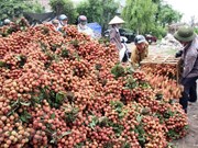 More efforts needed to send lychees to the US