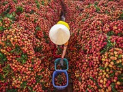 The thrilling main “thieu” lychee season in Bac Giang province