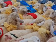 Ninh Thuan welcomes in 2024 with sheep parade