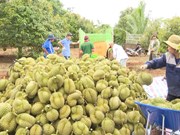Durian emerging as 'golden fruit' among Vietnam's exports