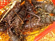 Lobster exports soar 18-fold in two months