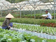 Da Nang prepares for Tet flower season