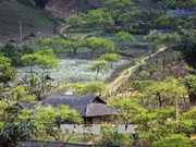 Peaceful and picturesque Moc Chau Plateau