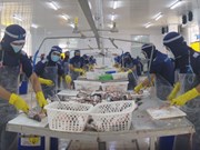 Vietnam’s tra fish exports expected to reach two bln USD in 2024