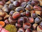 Trung Khanh chestnuts from Cao Bang