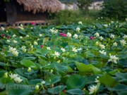 Charming lotus pond with 170 lotus varieties in Hanoi