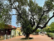 Visiting 500-year-old jackfruit tree in Hanoi