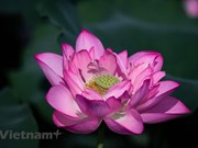 Lost in beautiful lotus valley in Hanoi’s suburb 