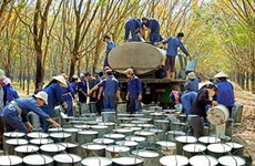 Oversupply likely to plague Vietnam's rubber industry 