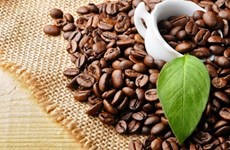 Starbucks to sell Da Lat Arabica coffee globally 