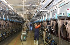 Central province to house major dairy farm network